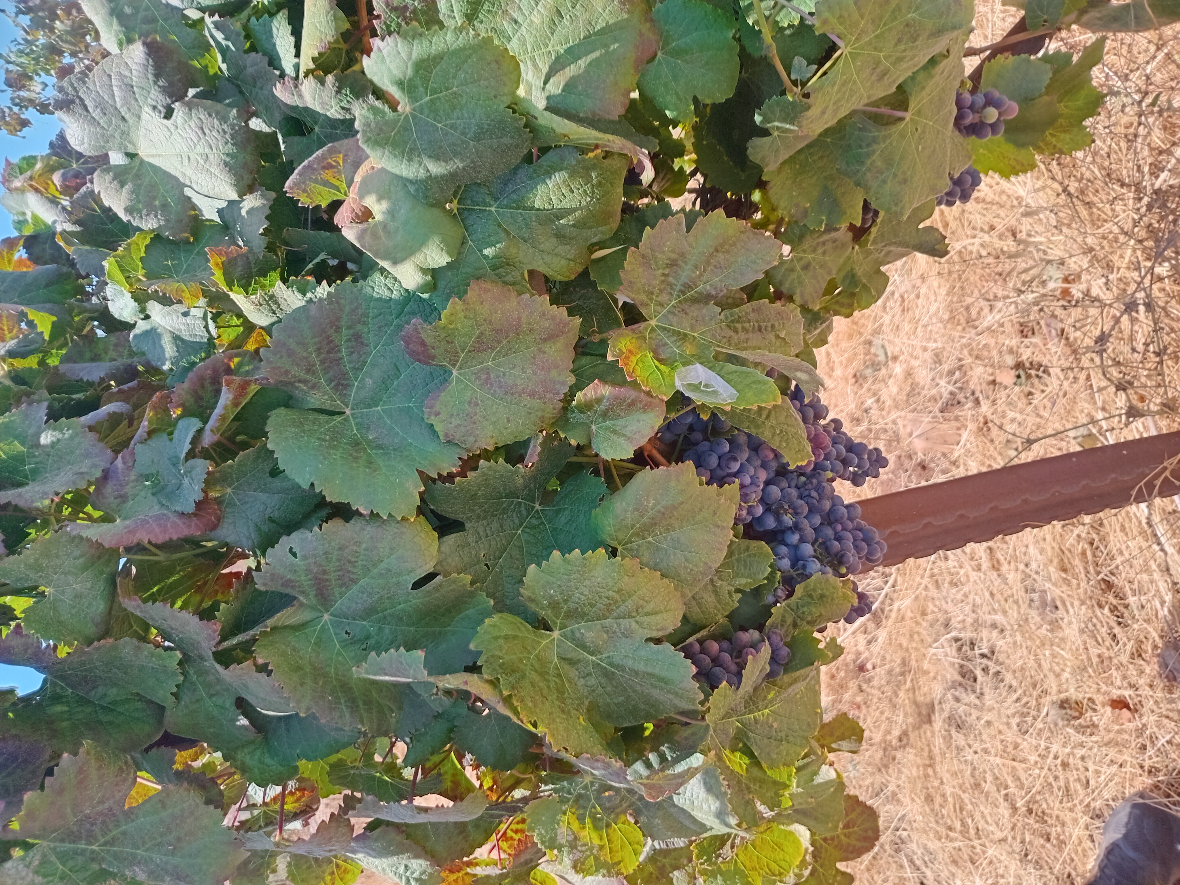 תמונה מהכרם 2