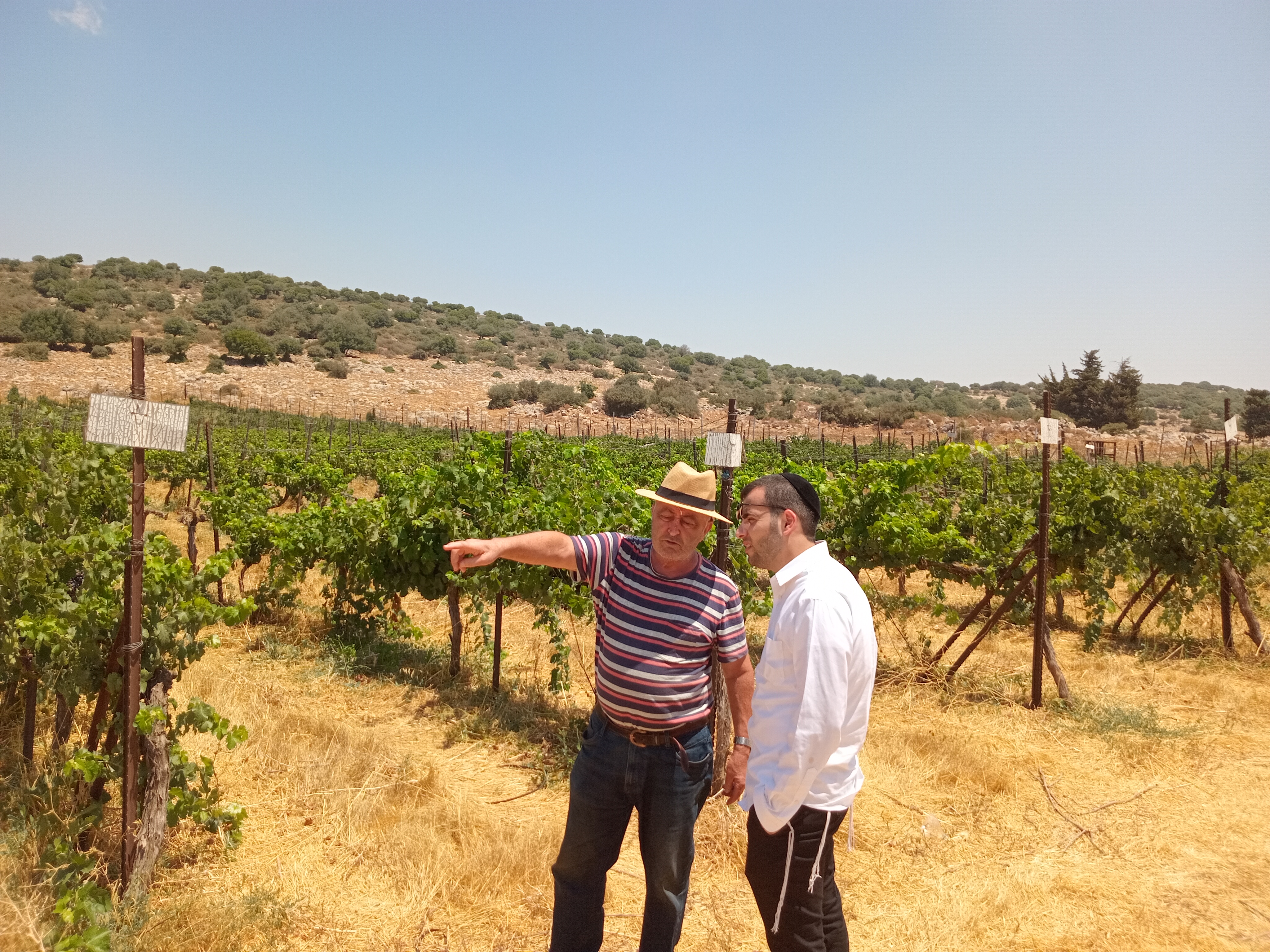 תמונה מהכרם 3